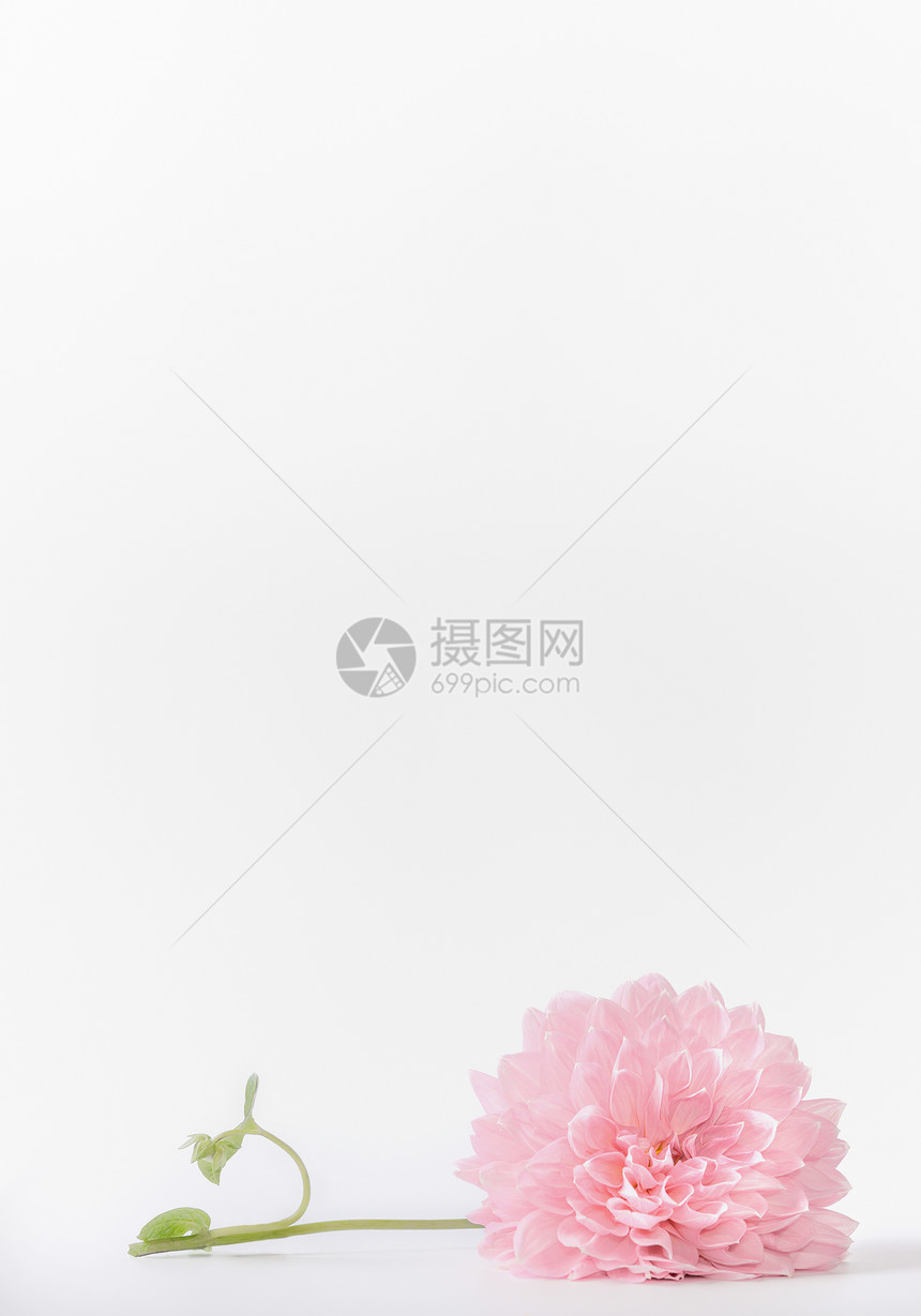白色背景上的粉彩花,正视图母亲日婚礼快乐活动的布局贺卡图片