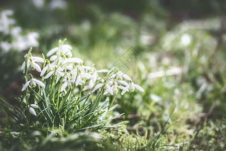 花园公园森林的户外自然背景下,次花园公园森林正景色中洒下雪花春天的图片