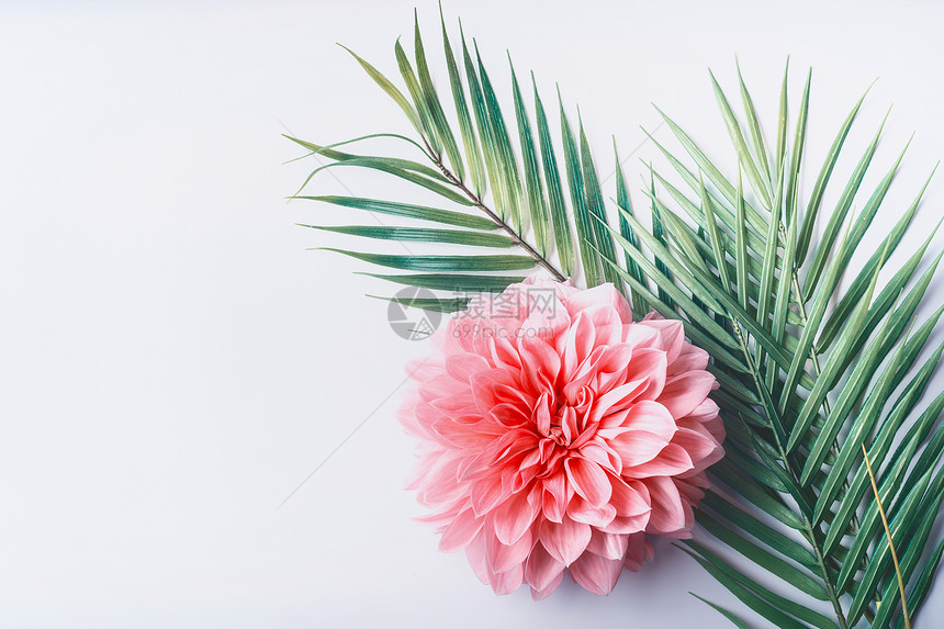 粉红花热带棕榈叶白色桌背景,顶部视图,创意布局与,边界图片