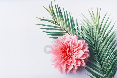 粉红花热带棕榈叶白色桌背景,顶部视图,创意布局与,边界背景图片