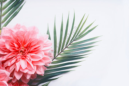 白色桌背景上的粉红色花朵热带叶子,顶部视图,创意布局与,边框,图片