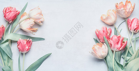 粉彩郁金香为春季假期,贺卡模拟,春季自然背景图片