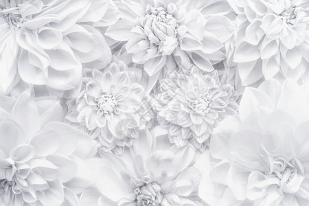 创意白色花卉布局,花卉图案背景贺卡的母亲日,生日,情人节,婚礼快乐事件图片
