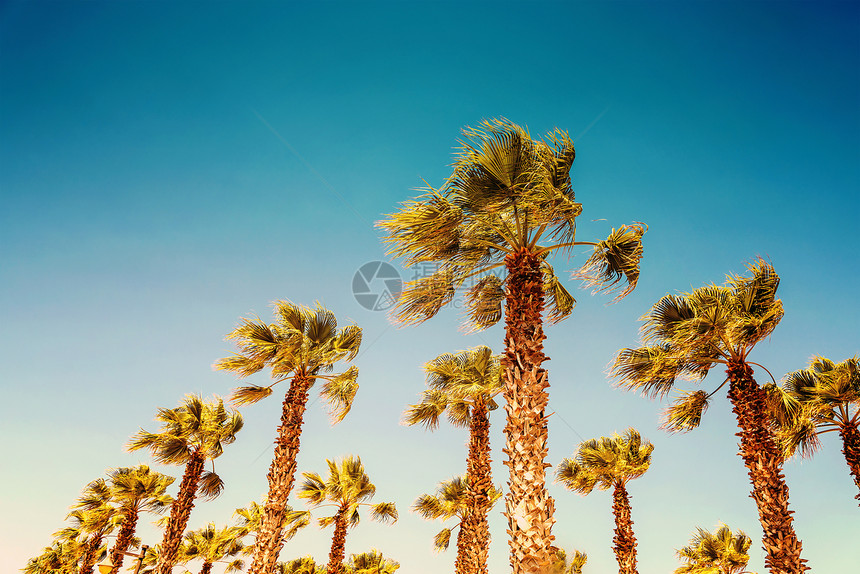 蓝天上的绿色棕榈树图片
