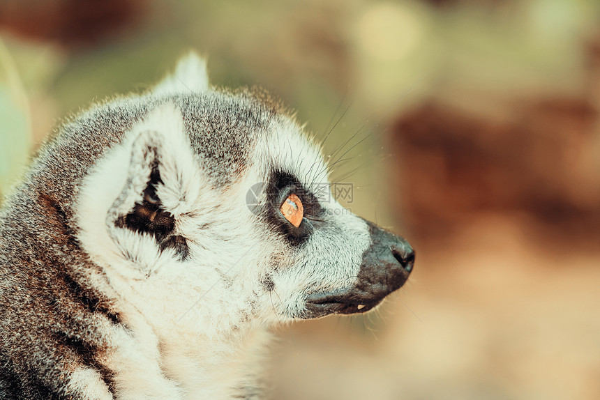 马达加斯加岛上的狐猴肖像图片