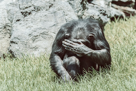 非洲黑猩猩躲着他的脸图片