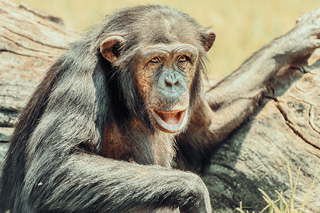 非洲黑猩猩肖像背景图片