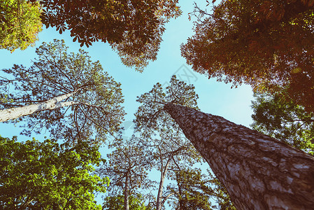 蓝天背景上的绿色森林树木图片