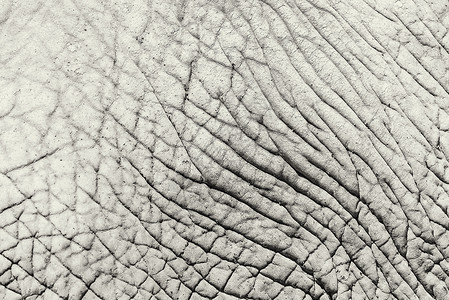 大象皮肤抽象纹理背景图片