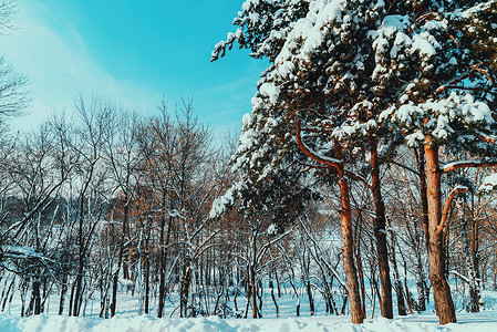 森林树木覆盖着白色的冬雪图片