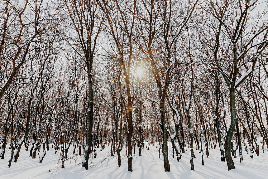 森林树木覆盖着白色的冬雪图片