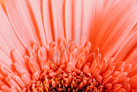 粉红色非洲菊花瓣抽象图片