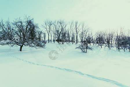 暴风雪后的冬季景观雪树木图片