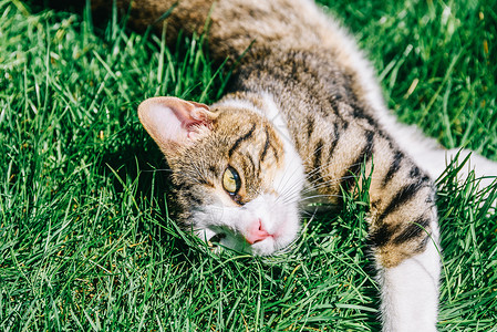 草猫可爱的家猫草地上玩耍的肖像背景