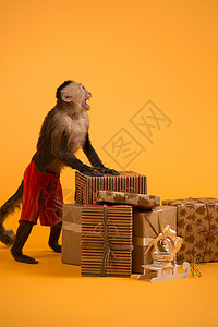 卷尾猴,黄色背景上诞礼盒高清图片