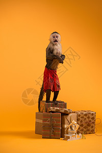 卷尾猴,黄色背景上诞礼盒背景图片