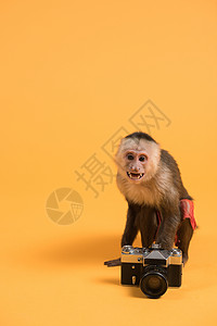 卡普钦猴子与复古老式相机黄色背景高清图片