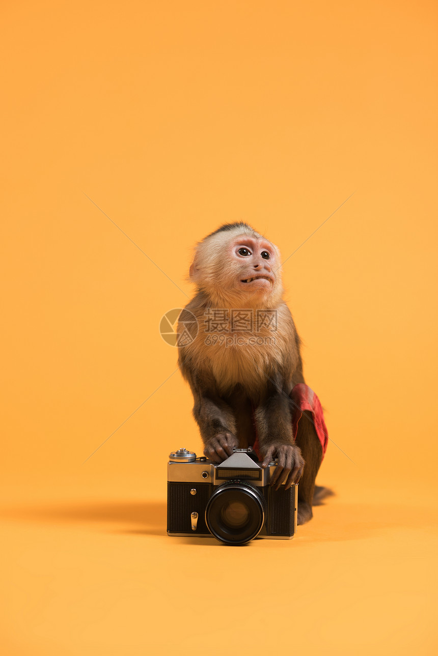卡普钦猴子与复古老式相机黄色背景图片