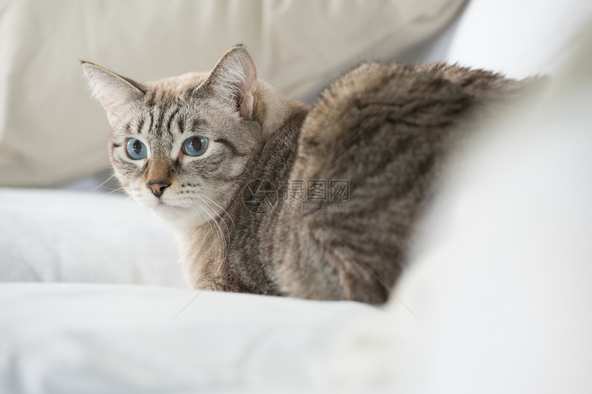 可爱的塔比猫家躺沙发上,看上很谨慎图片