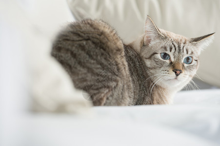 可爱的塔比猫家躺沙发上,看上很谨慎高清图片