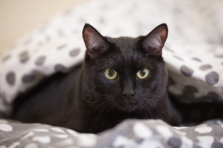 黑猫眼睛懒惰的大黑猫躺床上背景