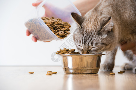 女人喂饥饿的宠物猫图片