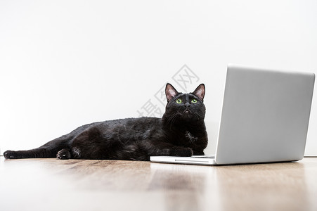 家里的黑猫抬头看着躺木地板上的笔记本电脑屏幕附近,梦很多合作图片