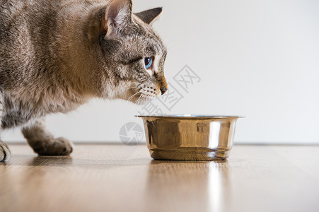只活跃的严肃条纹猫宠物猫食物的肖像背景图片