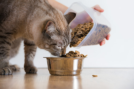 小猫家里碗里吃东西女手添加食物图片