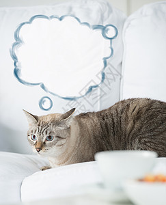 可爱的塔比猫家躺沙发上思考,空白气球与思想头顶图片