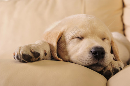 可爱的拉布拉多小狗睡沙发上高清图片