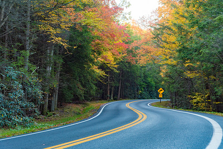 森林里的条道路被五颜六色的落叶包围着图片