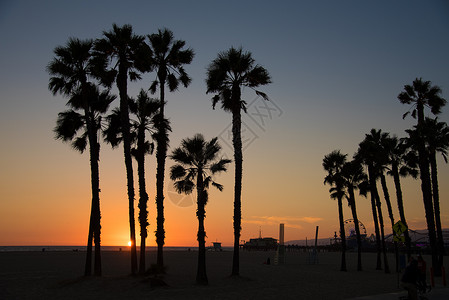 加州莫尼卡海滩黄昏的棕榈树剪影图片