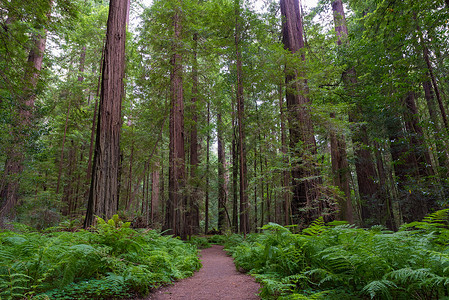 仰望红杉公园州立公园里巨人大道上沿海的红杉树图片