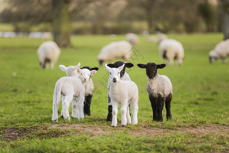 轻的婴儿,春天的羔羊绵羊个绿色的农场田野高清图片