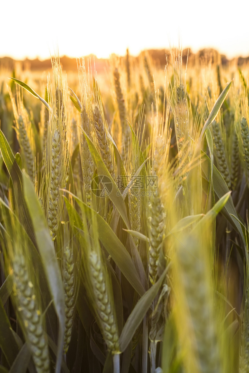 日落日出黄金时间农场种植的小麦作物上图片
