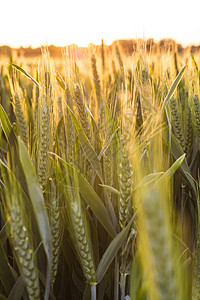 日落日出黄金时间农场种植的小麦作物上图片