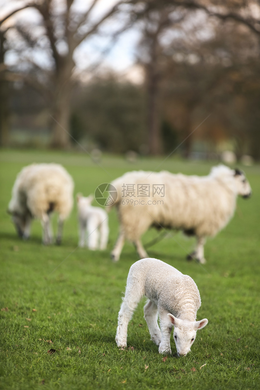 绵羊家庭轻的婴儿春天羔羊个绿色的农场领域图片