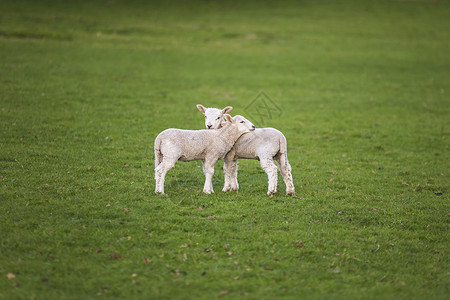 两只轻的婴儿,春天的羔羊绵羊个绿色的农场田野高清图片