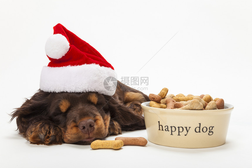 可爱的公鸡猎犬小狗戴着诞诞老人的帽子,睡快乐的狗碗骨形状的饼干上图片
