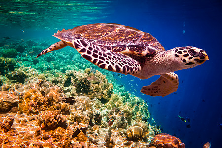 龟浮水下马尔代夫印度洋珊瑚礁高清图片
