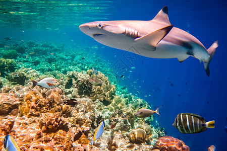 水集中珊瑚礁与各种硬软珊瑚鲨鱼背景专注于珊瑚,鲨鱼重点马尔代夫印度洋珊瑚礁背景