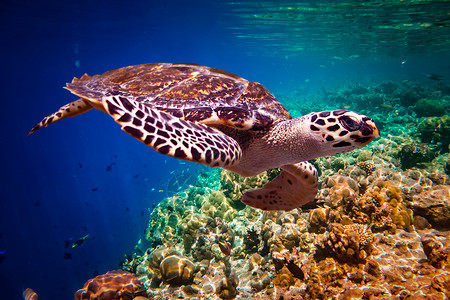 龟浮水下马尔代夫印度洋珊瑚礁图片