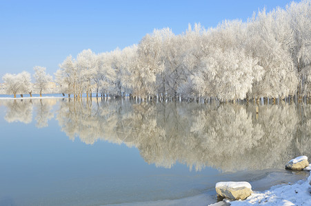寒冷的冬季树木,水中反射图片