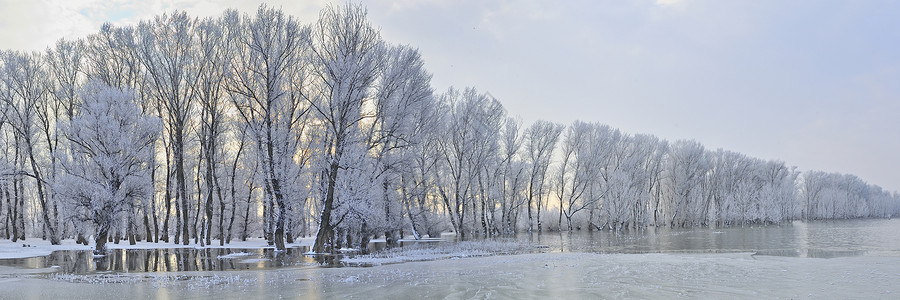 多瑙河附近寒冷的冬季树木高清图片