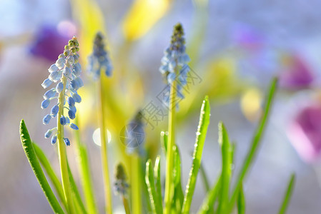春天花园里的麝香疏花图片