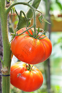 西红柿生长温室的树枝上图片