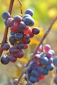 葡萄园里成熟的红葡萄图片
