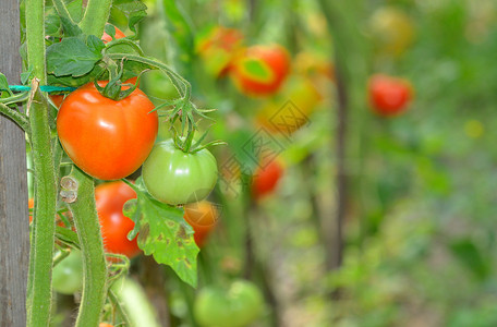 温室里生长的成熟西红柿图片