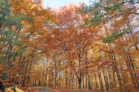 森林里的小径秋天的颜色图片